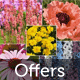plantify.surf special plant offers